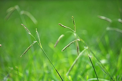 Fondo, Background, Verde, Naturaleza, Pasto,P052014, Freejpg