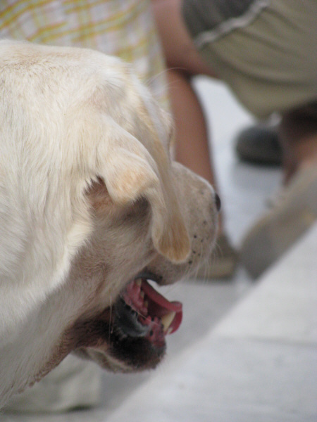 🥇 Imagen de animal,animales,perro,cara,cabeza,vista de perfil, - 【FOTO