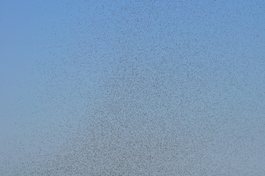 Plaga, Insecto, Insectos, Hormiga, Voladora, Mucho, Muchos, Naturaleza, 