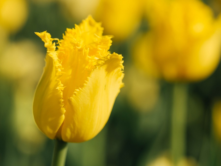 flor, naturaleza, amarillo, fondo, background, primer plano, belleza, nadie, 