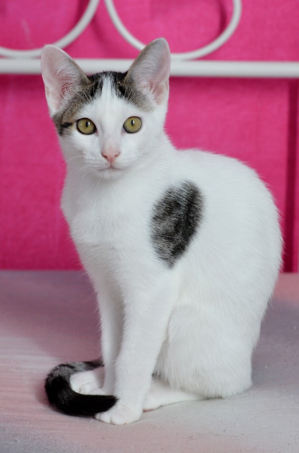 gatito, bebé de gato, animales jóvenes, agresivo, caza, gato, pieles, encantadora, animales, carnívoros, lindo, esponjoso, cabello, bebé, mamífero, pata, mascotas, juguetón, retrato, pura sangre, pequeños, curioso, querido , fotos gratis,  imágenes gratis, Gato doméstico, Cabeza de animales Retrato, Gato melado, Monada, Gatito, Animales, Fotografía, Mirando a la cámara, Animal doméstico, Animal joven, Color, Día, Horizontal, Interior, Mascota, Nadie, Ojo de Animales, Parte del cuerpo animales Temas de animales, Un animales adorable, tierno, mascota, peludo, melena, colores, pelos, rayas, felino, minino, micifuz, michino, madrileño, felido, gatuno