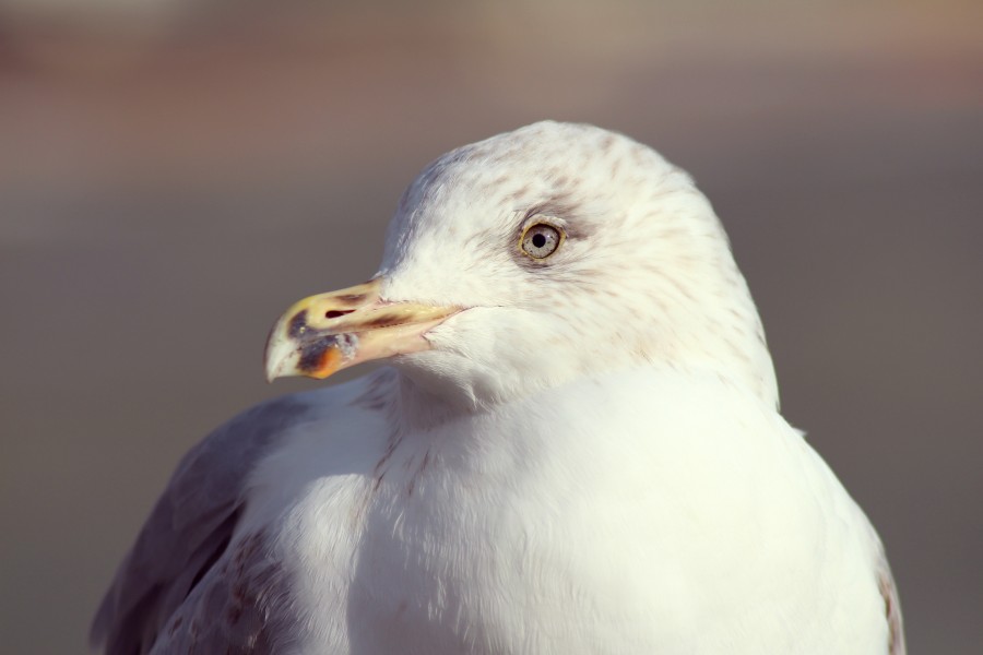 ave, gaviota, primer plano, animales blanco, mirada, 