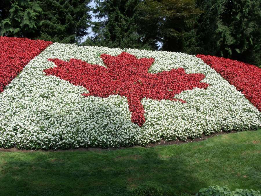 bandera, Canada, pais, America del Norte, Norte, simbolo, flameando, primavera, nacion, estado, nadie, republica, flores, parque, plaza, esterior, hoja, 