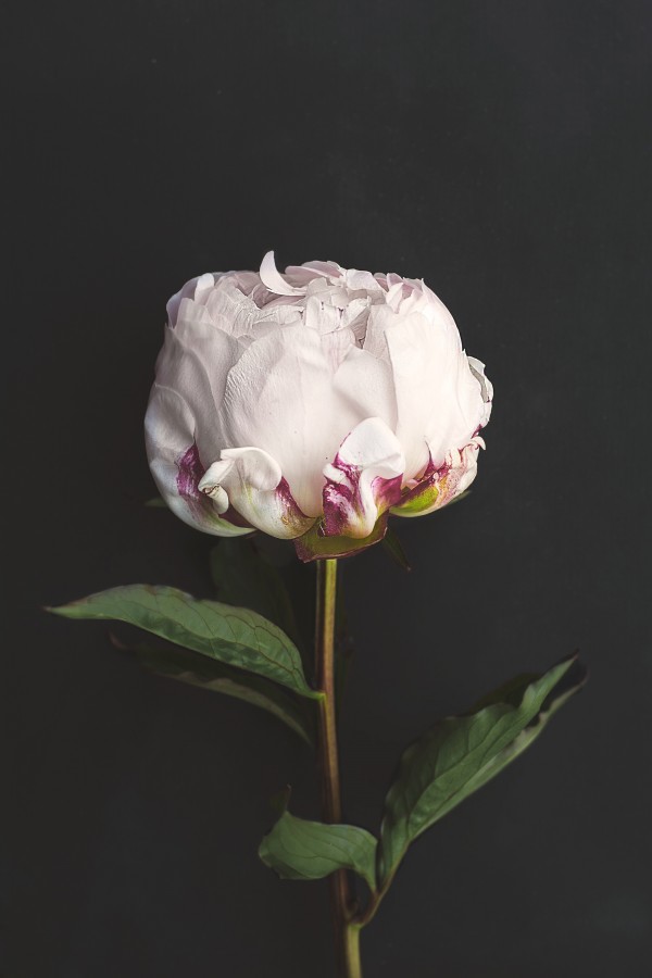 rosa, flor, artificial, plastico, imitacion, 
