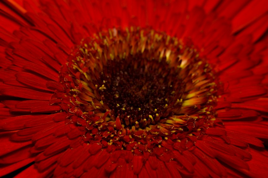 hermosa, flor, flora, flores, fondos de pantalla hd, hojas, naturaleza, belleza, natural, hojas, primavera, pimpollo, pétalos, degradé de color, florecer, gerberas, Fondo de Pantalla HD