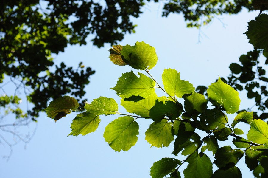 fondo, background, paisaje, arbo, hoja, hojas, verde, primavera, reflejo, nadie, naturaleza, 