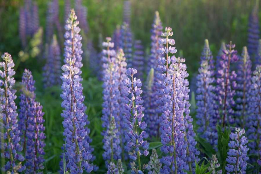 planta, campo, lavanda, flor, púrpura, naturaleza, aroma, hermosa, violeta, fondo, jardín, verano, herbario, natural, hierba, flor, floral, aromaterapia, azul, floreciente, belleza, florecer, perfume, provenza, campo, francés, color, agricultura, verde, jardinería, manojo, blanco, paisaje, fragancia, fragante, aislado, vistoso, salud, aromático, perfumado, francia, puesta de sol, ligero, primer plano, vectoriales, al aire libre, sol, fresco, flora, relajación
