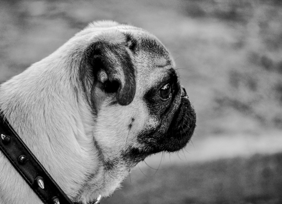 Perro, Mascota, Pug Carlino, Blanco y Negro, Animales, Vista de Costado