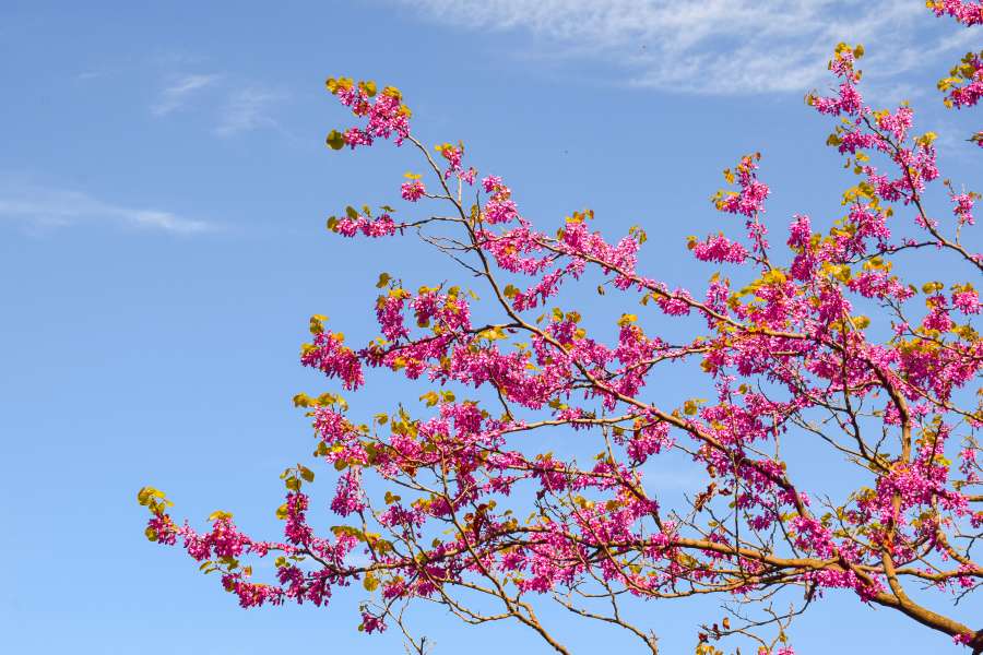 rosado, primavera, florecer, cereza, naturaleza, árbol, flor, Sakura, flor, temporada, fondo, jardín, rama, floreciente, floral, japonés, planta, hermosa, parque, florecimiento, flora, primavera, fresco, paisaje, pétalo, Japón, abril, natural, paisaje, belleza, al aire libre, jardinería, romántico, diseño, brote, brillante, al aire libre, huerta, Flores, césped, de cerca, botánica, botánico, color, ambiente, decoración, pabellón
