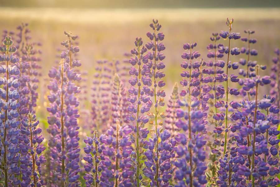 lavanda, púrpura, campo, naturaleza, flor, hermoso, paisaje, verano, violeta, planta, floreciente, aromaterapia, natural, provenza, aroma, francia, color, fondo, belleza, campo, agricultura, flor, florecer, francés, jardín, hierba, fragante, perfume, puesta de sol, vistoso, floral, herbario, perfumado, cielo, líneas, Europa, fragancia, flora, rural, botánico, botánica, escénico, Valensole, relajación, olor, Nubes, al aire libre, vibrante, luz de sol, cosecha