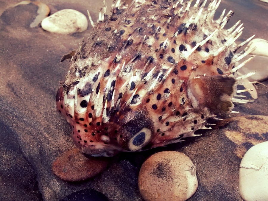 pez, tropical, caribe, globo, pua, puas, espina, espinas, raro, muerto, playa, ecuador, 