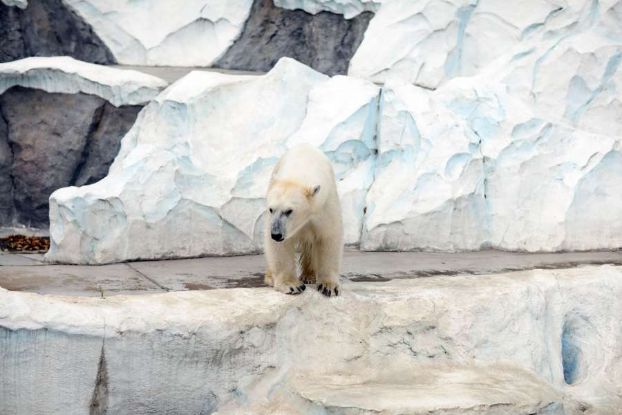 animal, ártico, animal ártico, oso, jabalí, jabalíes, cachorros, oso polar, tokio, blanco