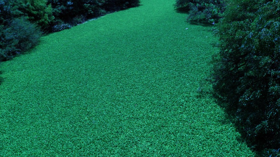 Algas, Textura, Texturas, Verde, Marino