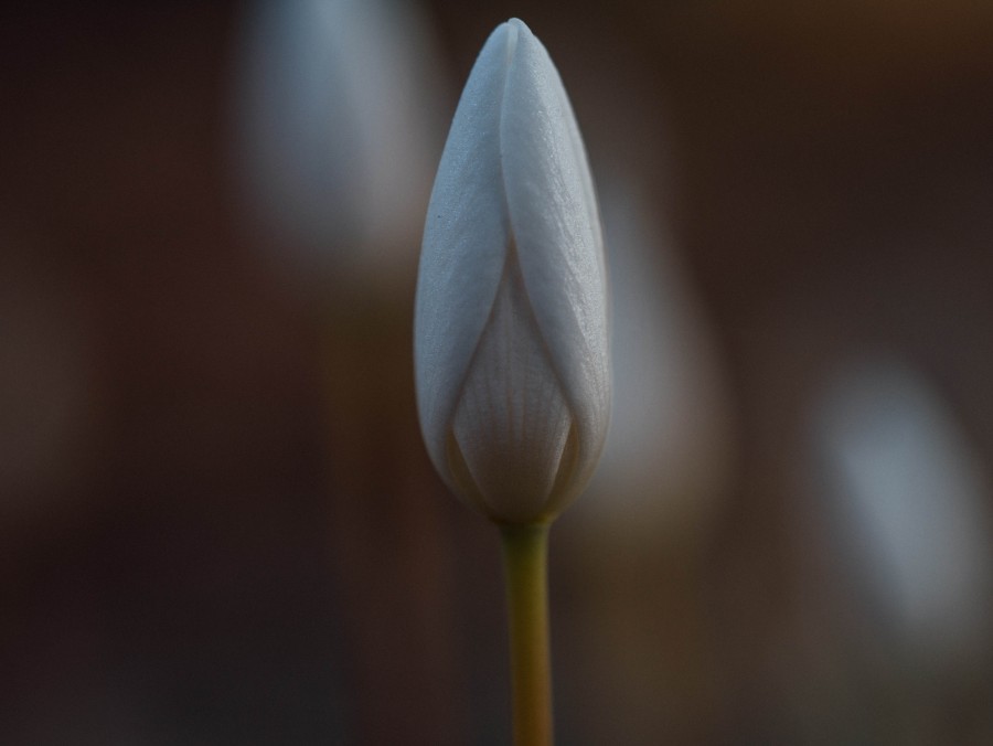 flor, naturaleza, fondo, background, primer plano, belleza, nadie, 