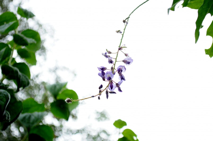 hoja, flor, flores, naturaleza, lila, vista de frente, verde, fuera de foco, violeta, primavera, fondo, background, 