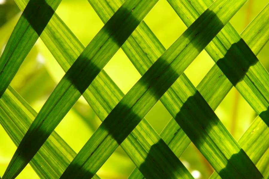 hojas, verde, juego de sombras, patrón, textura, hierba, tejido, fondo, fondos de pantalla hd
