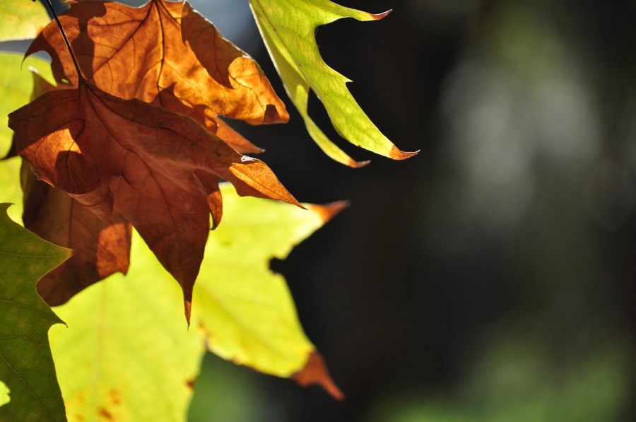 Otoño,Hojas,Otoño,Fondo,