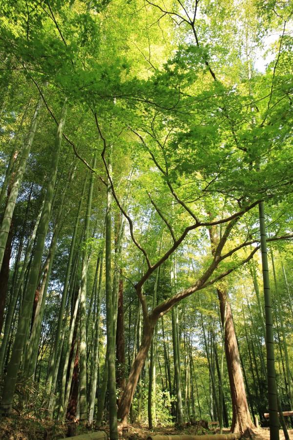 bambu, bosque, dia, naturaleza, nadie, caña, cañas, 