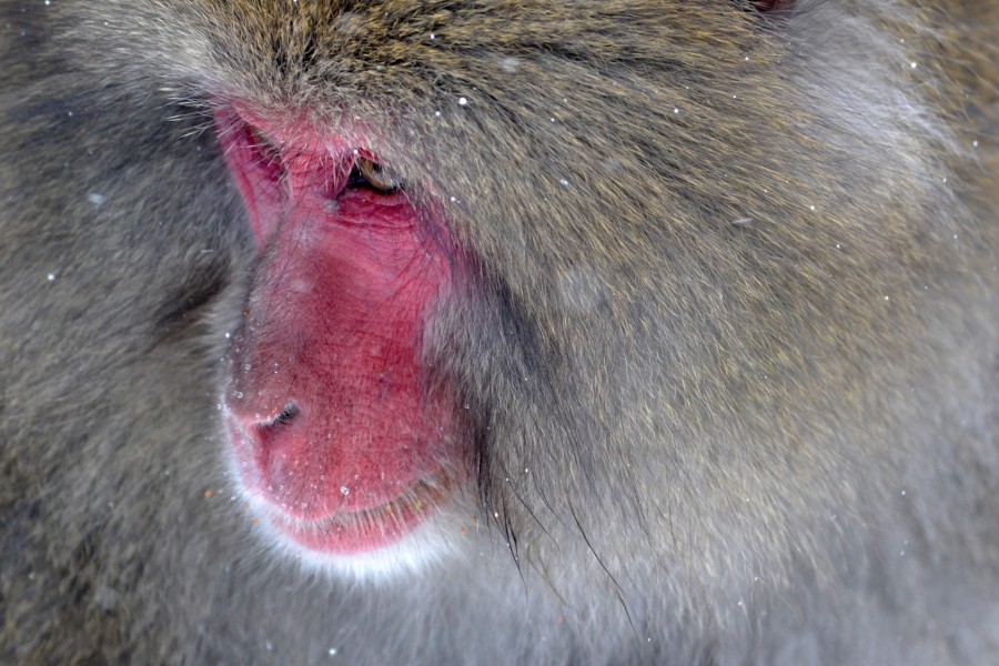 mono, japon, japones, macaco japones, simio, peludo, pelo, pelaje, frio, invierno, rojo, cara roja, naturaleza, animales uno, primer plano 