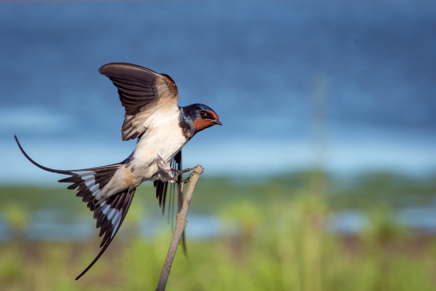 pajaro, ave, nadie, ala, alas, desplegar, vuelo, volar, primer plano, naturaleza, fauna, 