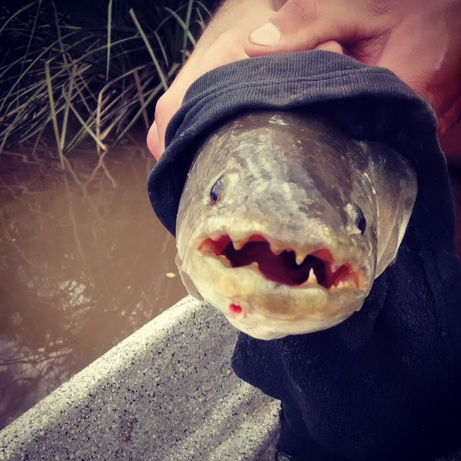 pez, diente, dientes, peligro, pesca, pescar, rio de la plata, argentina, brasil, tararira, america latina, latino, 
