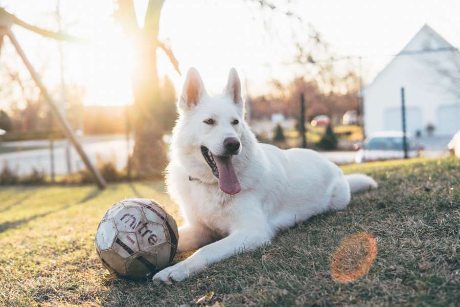 perro, mascota, animales exterior, uno, dia, juego, jugar, alegre, pelota, jardin, 