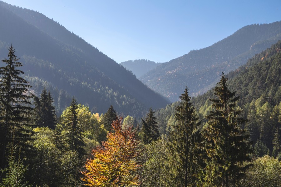 bosque, pinos, paisaje, arboles, naturaleza, montañas, aire libre, exterior, dia, verano, 