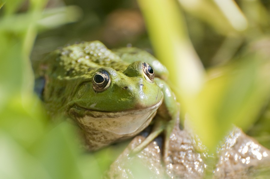 sapo, verde, primer plano, naturaleza, animales 
