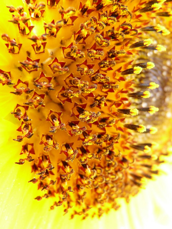 flor, detalle, interior, polen, primer plano, macro, amarillo, naturaleza, fondo, background, 