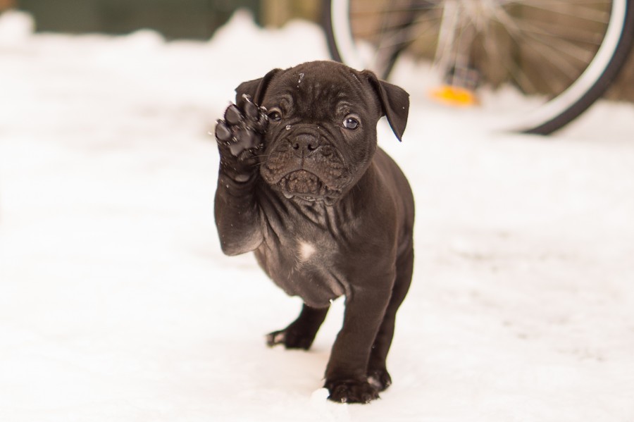 perro, mascota, tierno, arruga, arrugas, nieve, exterior, cachorro, mirando a la camara, 