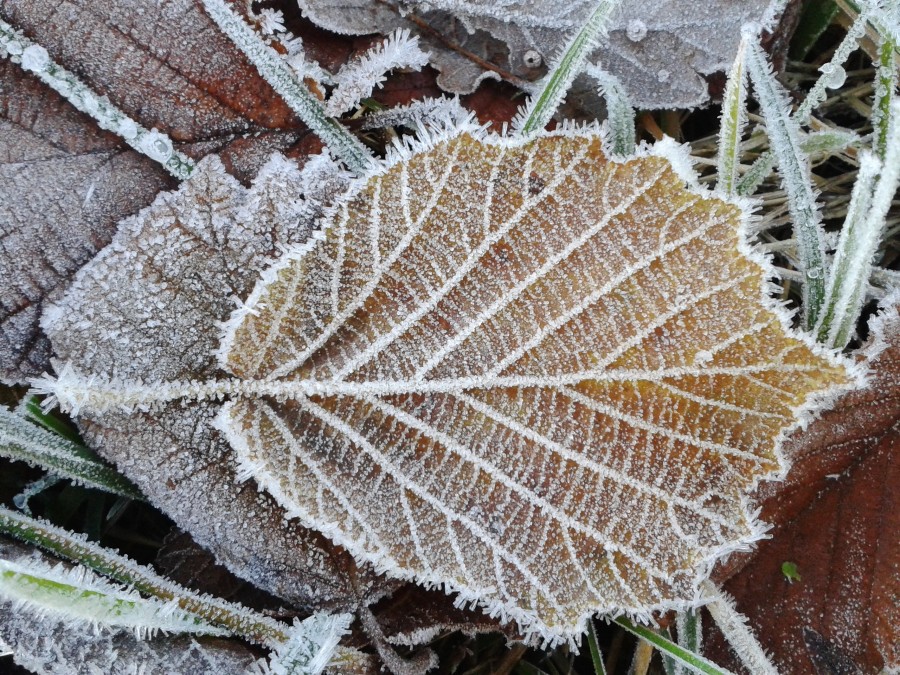 hoja, hielo, congelado, cristal, invierno, naturaleza, nadie, 