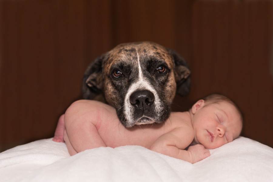 bebe, recién nacido, adorable, pitbull, mestizo, atigrado, primer plano, mirada, ternura, durmiendo, descanso, niño, amigo fiel, perro, animales, pequeños, el amor, infantil, mascota , fotos gratis,  imágenes gratis
