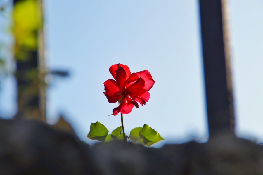 rojo, primer plano, flor, nadie, florecer, primavera, 