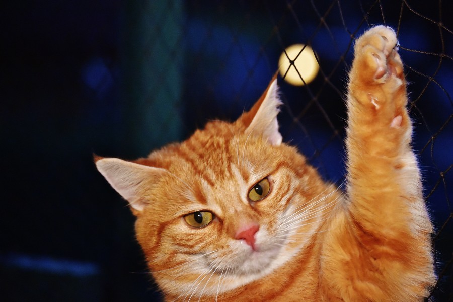 gatito, bebé de gato, animales jóvenes, agresivo, caza, gato, pieles, encantadora, animales, carnívoros, lindo, esponjoso, cabello, bebé, mamífero, pata, mascotas, juguetón, retrato, pura sangre, pequeños, curioso, querido , fotos gratis,  imágenes gratis, Gato doméstico, Cabeza de animales Retrato, Gato melado, Monada, Gatito, Animales, Fotografía, Mirando a la cámara, Animal doméstico, Animal joven, Color, Día, Horizontal, Interior, Mascota, Nadie, Ojo de Animales, Parte del cuerpo animales Temas de animales, Un animales adorable, tierno, mascota, peludo, melena, colores, pelos, rayas, felino, minino, micifuz, michino, madrileño, felido, gatuno
