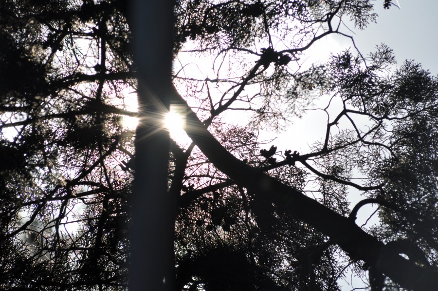Contraluz, siluetas, sol, ramas, arbol