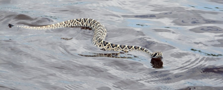 serpiente, reptil, rio, agua, nadar, nadando, salvaje, veneno, venenosa, 