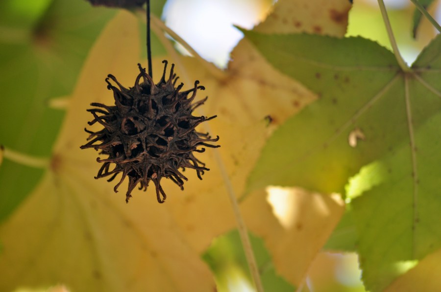 Otoño, Hojas, Hoja, Fruto, Seco, Otoñal, Fondo, Fondos, Naturaleza, Verde, Amarillo