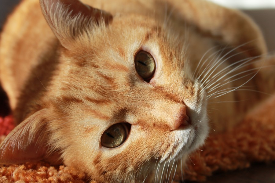 gatito, bebé de gato, animales jóvenes, agresivo, caza, gato, pieles, encantadora, animales, carnívoros, lindo, esponjoso, cabello, bebé, mamífero, pata, mascotas, juguetón, retrato, pura sangre, pequeños, curioso, querido , fotos gratis,  imágenes gratis, Gato doméstico, Cabeza de animales Retrato, Gato melado, Monada, Gatito, Animales, Fotografía, Mirando a la cámara, Animal doméstico, Animal joven, Color, Día, Horizontal, Interior, Mascota, Nadie, Ojo de Animales, Parte del cuerpo animales Temas de animales, Un animales adorable, tierno, mascota, peludo, melena, colores, pelos, rayas, felino, minino, micifuz, michino, madrileño, felido, gatuno
