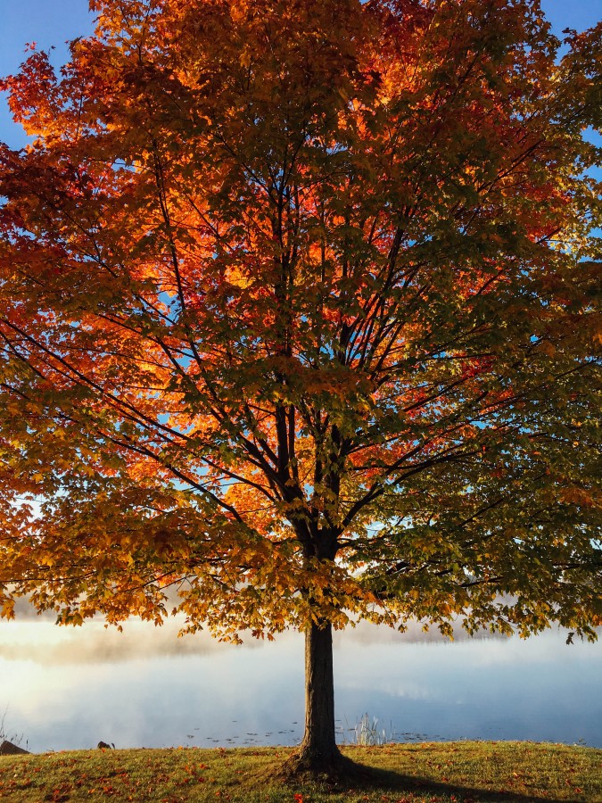 otoño, arbol, naturaleza, estaciones, vista de frente, rojizo, lago, tranquilidad, tranquilo, costa, 