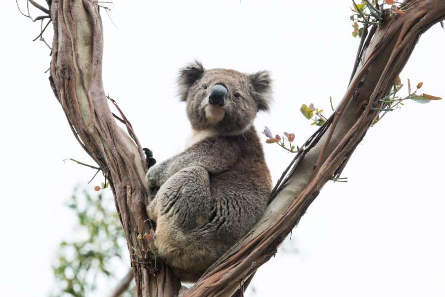 koala, naturaleza, fauna, animal, marsupial, australia, árbol, lindo, mamífero, salvaje, pelaje, eucalipto, rama, oso, australiano, gris, nativo, gris, peludo, joven, queensland, retrato, mirando, natural, hoja, bebé, mimoso, Zoo, Koalas, oso koala, bosque, en peligro de extinción, Melbourne, ambiente, madera, hojas, cara, sentado, marrón, fauna, habitat, fondo, al aire libre, herbívoro, arbóreo, herbívoro, descansando, escalada, mullido, mirando a la camara