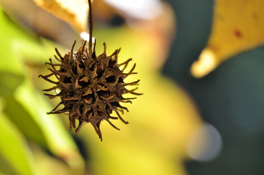 Otoño,Hojas,Otoñal,Fondo,Fondos, Naturaleza