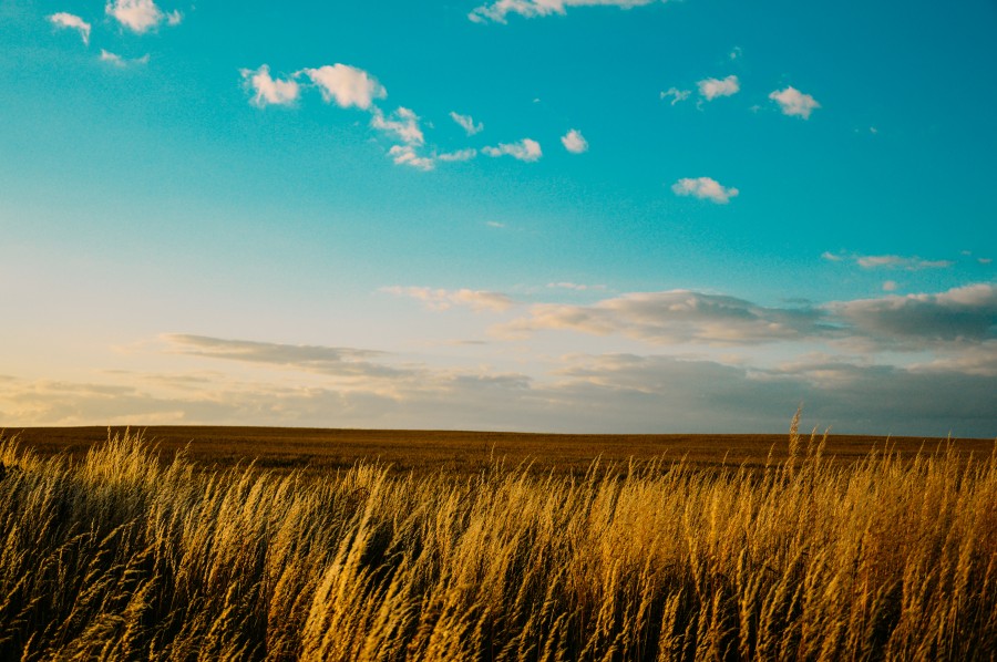 paisaje, campo, azul, cielo, nubes, sol, puesta del sol, cultivos, plantas, naturaleza,