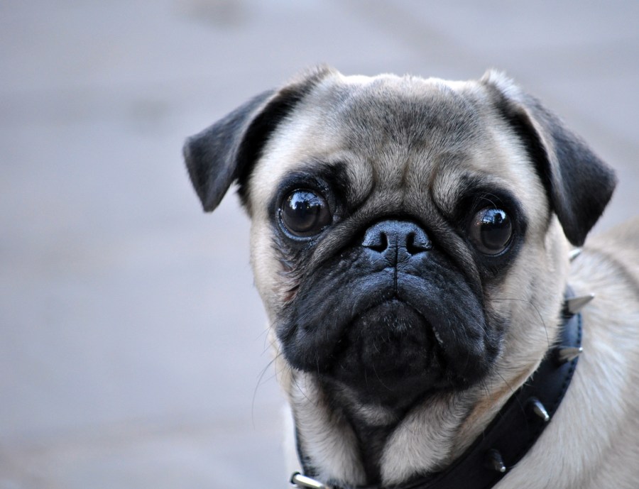 Un Animales, Perro, Perros, Pug, Carlino, Mascota, Mascotas, Mirando a la Camara, 