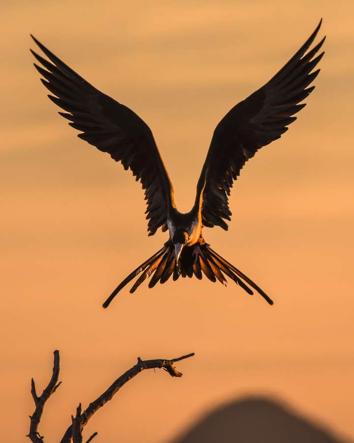 Pájaro, Alas, Plumas, Atardecer anaranjado, Salida del sol, Árbol, Rama, Presa, México, Fragata Magnífica