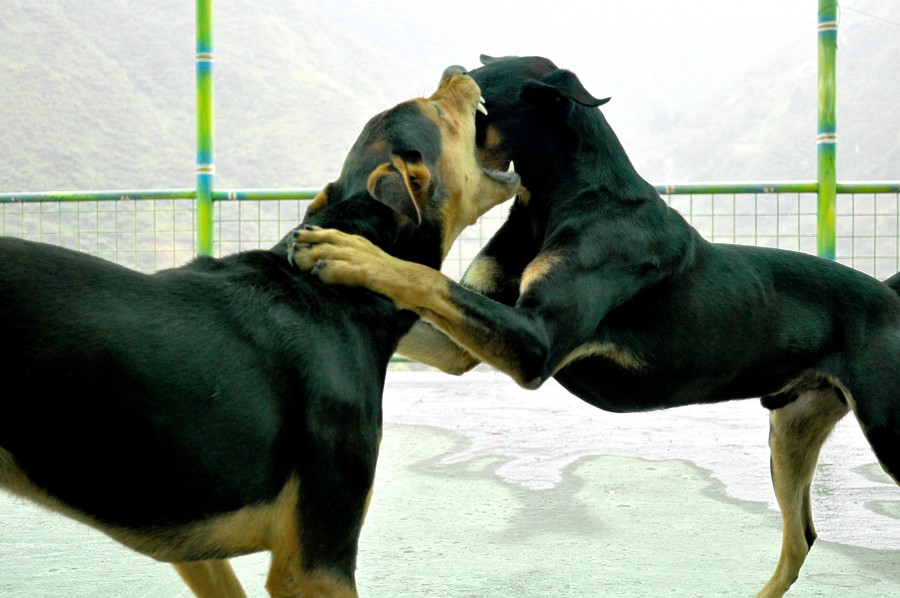 perro, perros, doberman, mascota, mascotas, animales animales, dia, exterior, dos, pelea, pelear, peleando, lucha, colmillo, colmillos, boca abierta, peligro, agrecion, juego, jugar, jugando, 