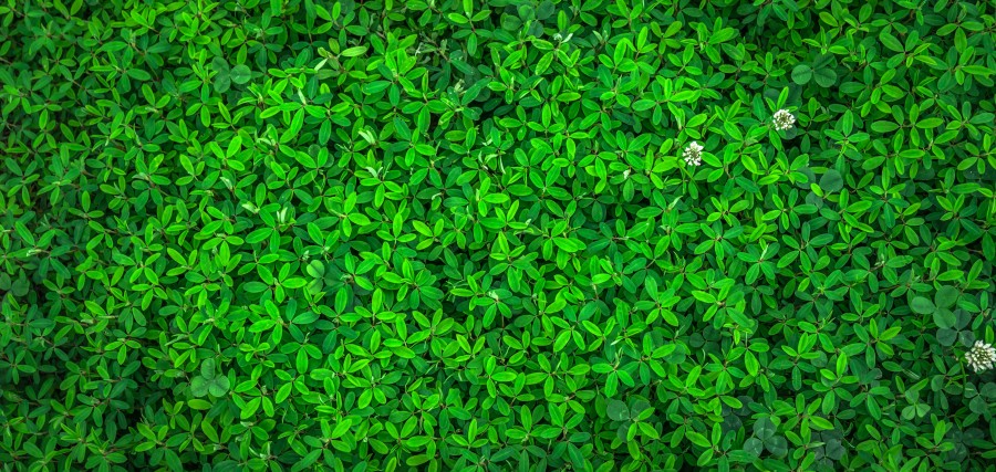 hoja, naturaleza, verde, primavera, resumen, plantas, hierba, gregario, textura, fondo, patrón, superficie, fondos de pantalla, estado de la unión, las hojas, hwalyeob 