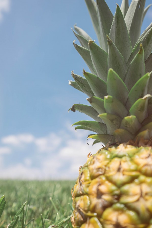 pia, frutas, frutas, fresco, tropical, comidas, anana, maduro, madura, primer plano, 
