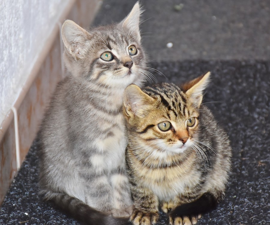 gatito, bebé de gato, animales jóvenes, agresivo, caza, gato, pieles, encantadora, animales, carnívoros, lindo, esponjoso, cabello, bebé, mamífero, pata, mascotas, juguetón, retrato, pura sangre, pequeños, curioso, querido , fotos gratis,  imágenes gratis, Gato doméstico, Cabeza de animales Retrato, Gato melado, Monada, Gatito, Animales, Fotografía, Mirando a la cámara, Animal doméstico, Animal joven, Color, Día, Horizontal, Interior, Mascota, Nadie, Ojo de Animales, Parte del cuerpo animales Temas de animales, Un animales adorable, tierno, mascota, peludo, melena, colores, pelos, rayas, felino, minino, micifuz, michino, madrileño, felido, gatuno