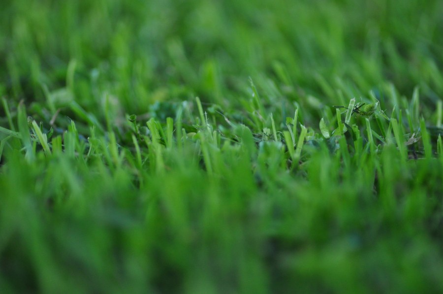 Pasto,Verde,Textura,Texturas