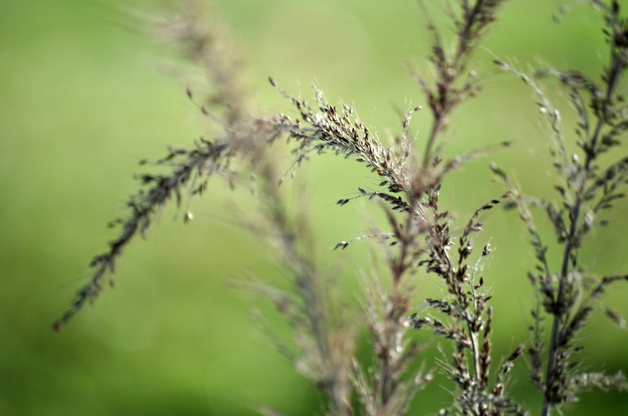 Fondo, Fondos, Background, Verde, Naturaleza, Planta